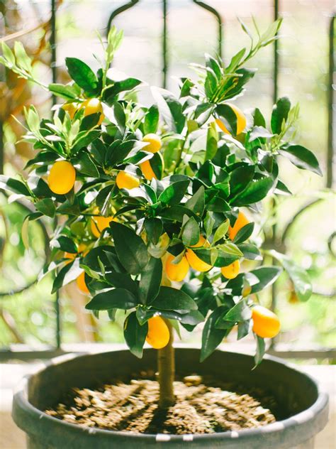 5 Different Types of Kumquat Trees to Add into Your Garden