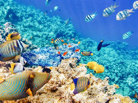 Dive into Banana Reef - Maldives Travel Guide | Flamingo Travels