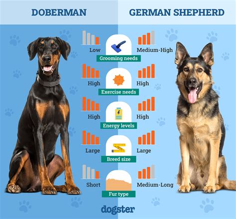 Different Types Of Alsatian Dogs