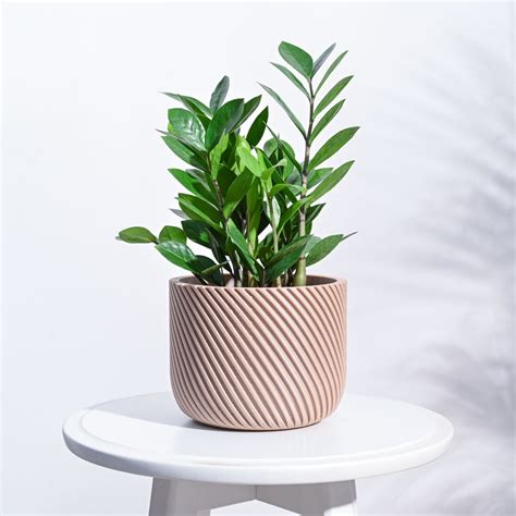 Oblique Elegance Wooden Pot – Ugaoo