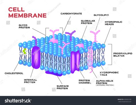 Cell Membrane Diagram Labeled 20 Functions Of Cell Membrane Or Plasma