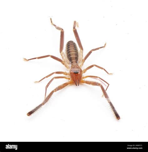 Wind Scorpion Wind Scorpion Photos