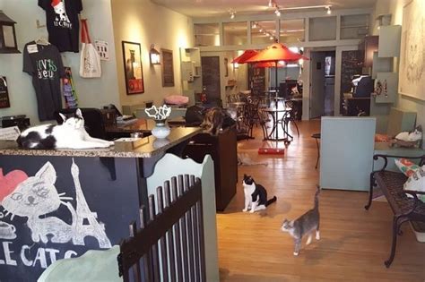 LE CAT CAFE (2025) All You Need to Know BEFORE You Go (with Photos ...