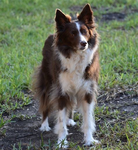 Mastering Commands: Border Collie Training Tips