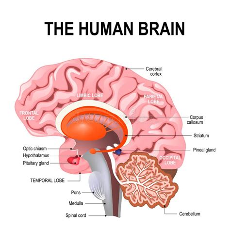 Image result for Brain Network Python