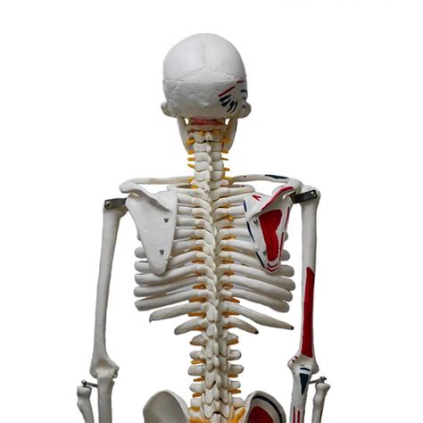 Human Skeleton Model Painted Muscle Insertion and Origin Points (85cm ...