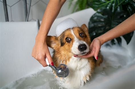 Dandruff Shampoo for Dogs: Your Comprehensive Guide