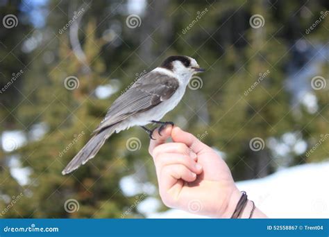 Whiskey Jack on a Hand stock image. Image of rainbow - 52558867