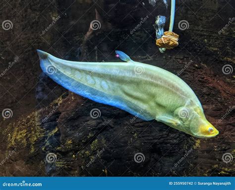 Albino Clown Knifefish (Chitala Ornata) Stock Photo - Image of ...
