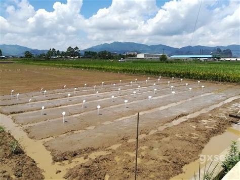 贺州市完成2017年下半年水稻种子样品播种工作_简讯_资讯_种业商务网