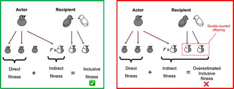 Inclusive fitness requires counting only the fitness effects of the ...