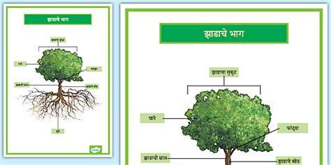 Parts of a Tree - Marathi Poster I झाडाचे भाग