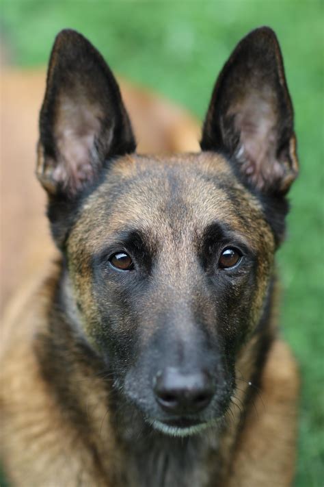 Update: Gallbladder ruptured : r/vet