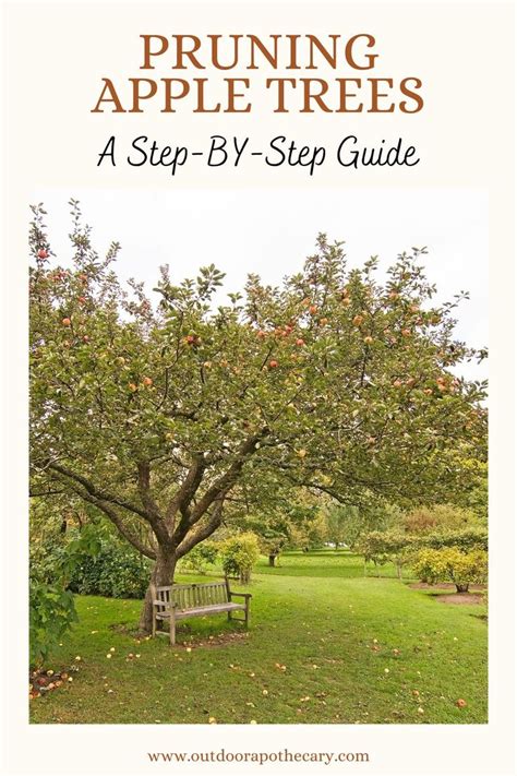 Apple Tree Pruning Guide 的图像结果