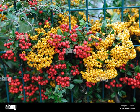 fire thorn, scarlet firethorn, burning bush (Pyracantha coccinea), with ...