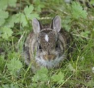 Image result for Baby Cottontail Rabbit Face