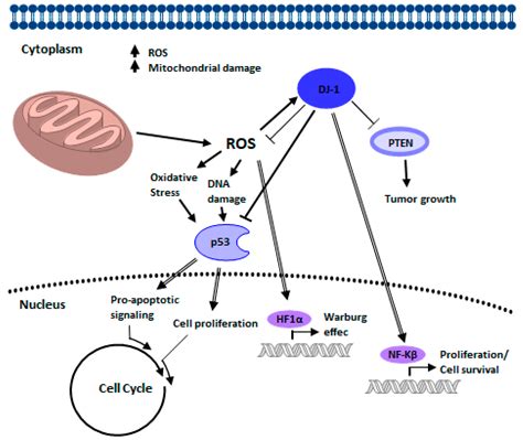 The Interplay among PINK1/PARKIN/Dj-1 Network during Mitochondrial ...
