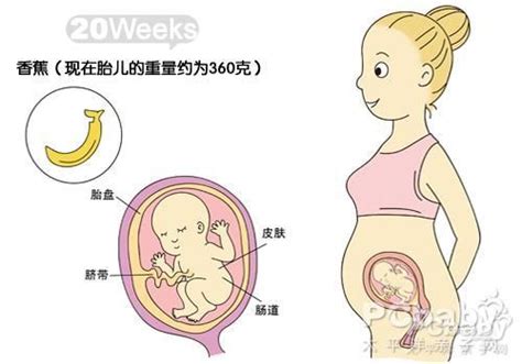 怀孕4个月肚子有多大 - 知乎