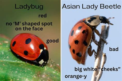 Asian Lady Beetle Vs Ladybug Comparison