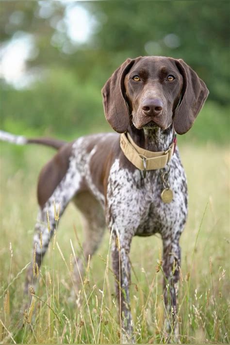 Best 13 German Shorthaired Pointer Colors: An Overview Of Breed ...
