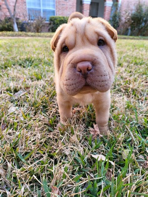 Puppies For Sale, Cute Puppies, Chinese Shar Pei Dog, Shar Pei Puppies ...