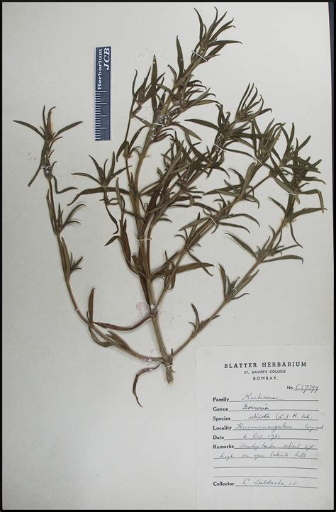 Herbarium JCB