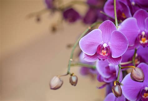 What You Need to Know About Buying Orchids – Orchid-Tree