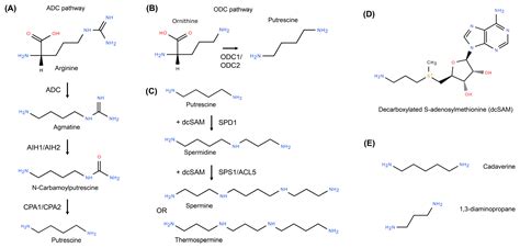 Polyamine-Mediated Growth Regulation in Microalgae: Integrating Redox ...