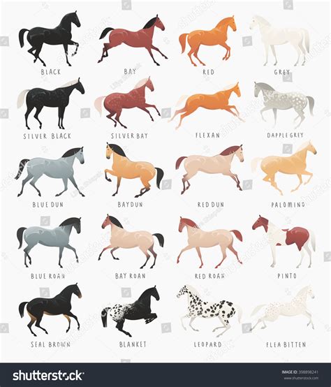 Equestrian Illustrations Common Horse Coat Colors Stock Vector ...