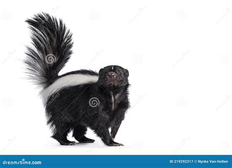 Skunk Black And White