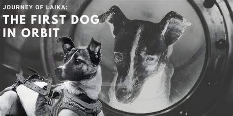 First Animal In Space Laika