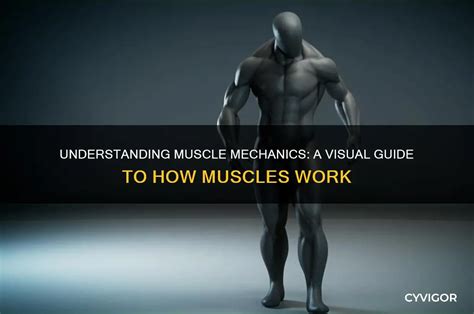 Image result for How Muscles Work Video