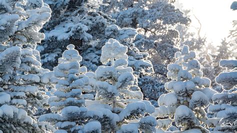 Wallpaper ID: 1758343 / snow, tahoe, ice, frozen, trees, nature, land, ski, united states, day ...