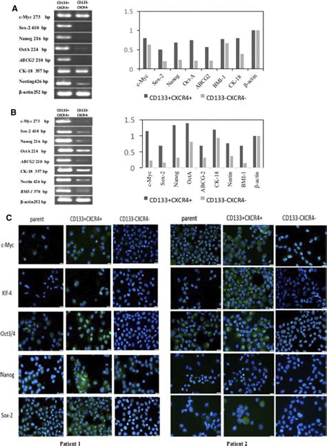 Image result for Reverse Transcriptase PCR