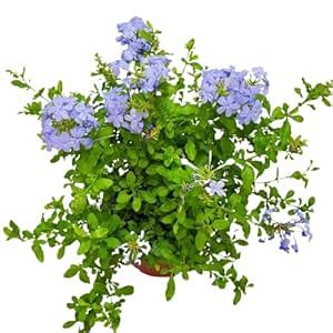 Bharat Herbs Care® Plumbago auriculata (Leadwort) Blue Color Flower ...