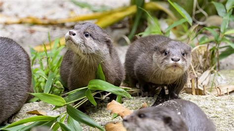 Cutest Zoo Animals 的图像结果