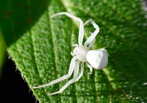 Goldenrod Crab Spider | Friends of Heene Cemetery