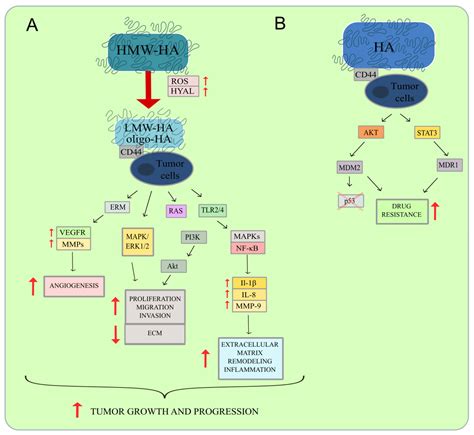 Hyaluronic Acid as a Modern Approach in Anticancer Therapy-Review