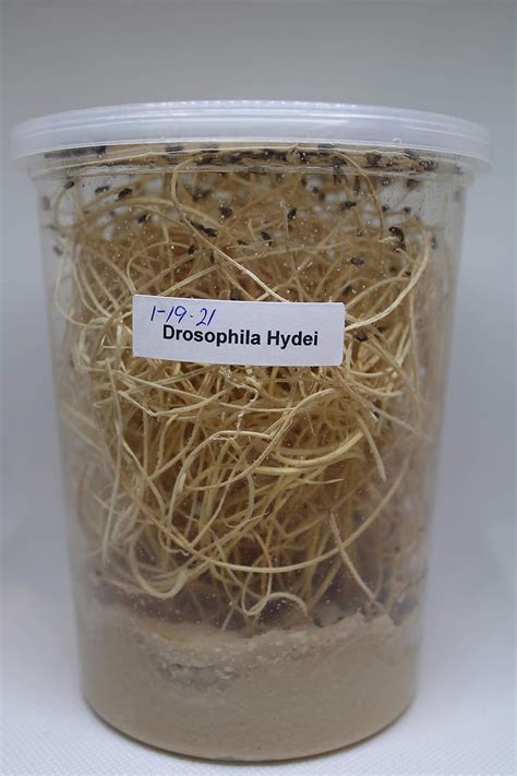 Buy Fresh Fruit Fly Culture Drosophila Hydei - Praying Mantis Mantid ...