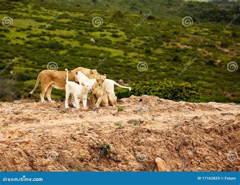 White lions in savanna stock image. Image of africa, hair - 17163829