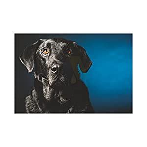 Anne Print Solutions® Panther Dog Animal Poster (Without Frame) For ...