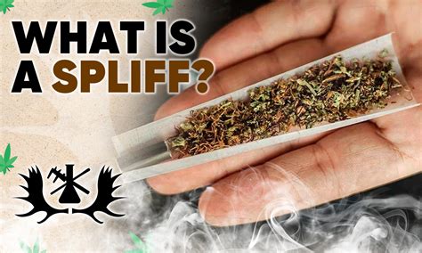 Blunts vs. Joints vs. Spliffs: What's the Difference | Mooselabs