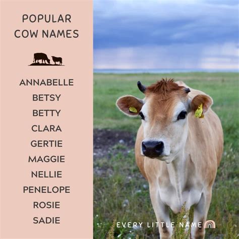 200+ Best Cow Names (Cute, Funny, and Moo-gnificent!) - Every Little Name