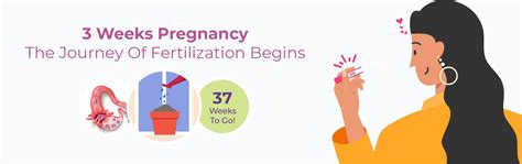 3 Weeks Pregnant Symptoms, Baby Size, Foods to Eat and Pregnancy Tips