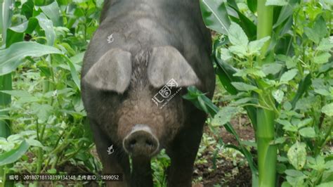 觅食的溜达猪,家禽家畜,动物摄影,摄影素材,汇图网www.huitu.com