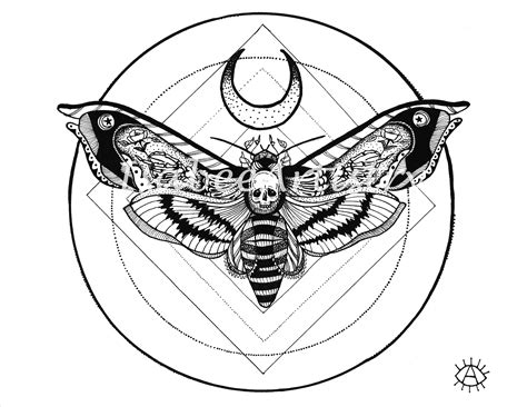 Death Head Moth Drawing - Drawing Tips Guide