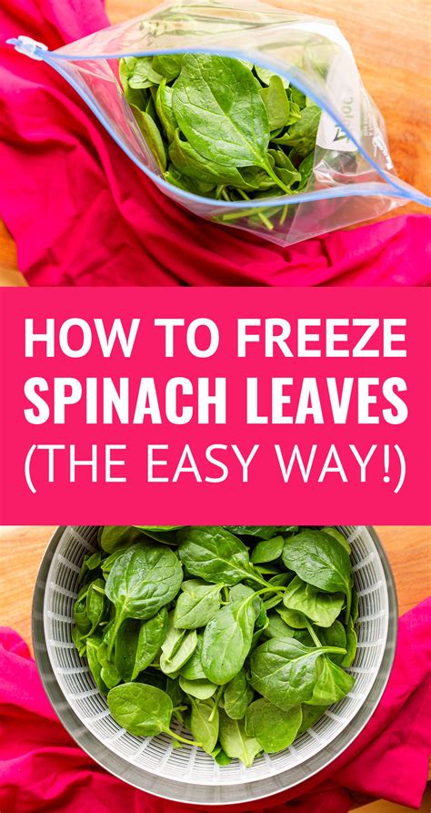 How to freeze spinach can you freeze spinach yes unsophisticook – Artofit
