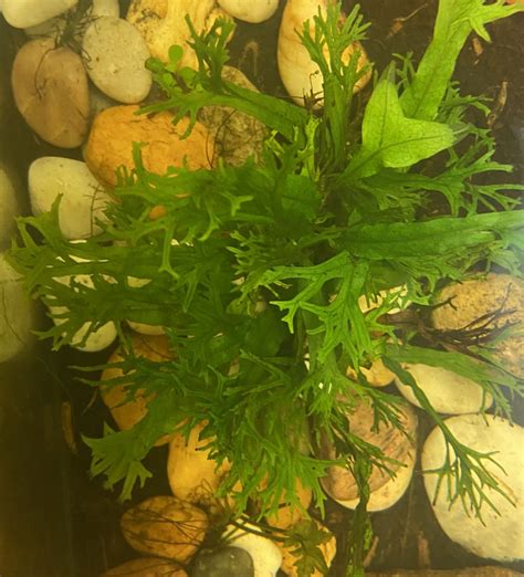 Image result for Java Fern Windelov Care