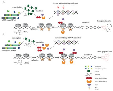 CNOT6: A Novel Regulator of DNA Mismatch Repair
