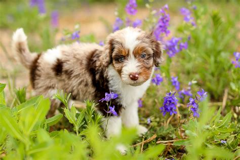 COTTONWOOD CREEK DOODLES | Aussiedoodles & Bernedoodles